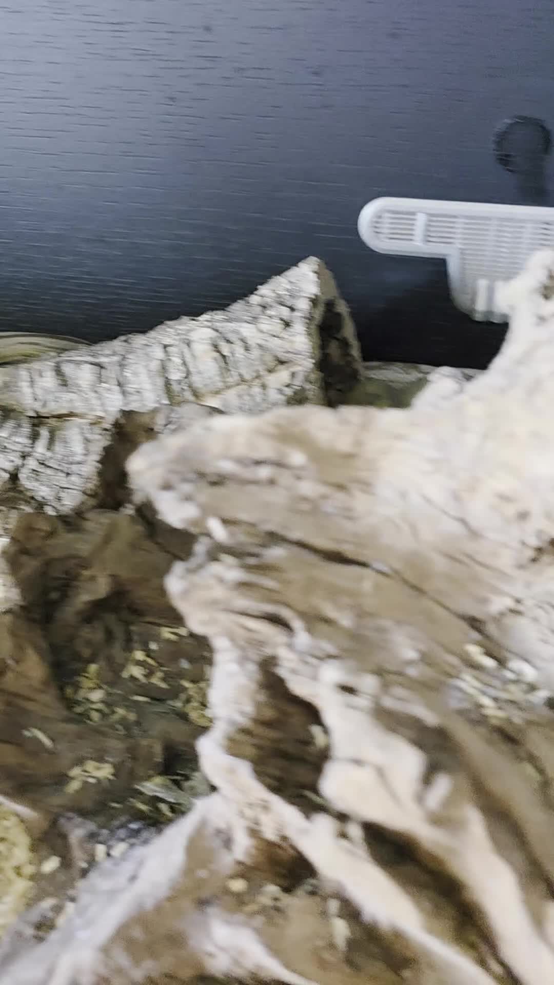 Corn Snake reptiles for sale: 2 cornsnakes looking for new homes - Video 1