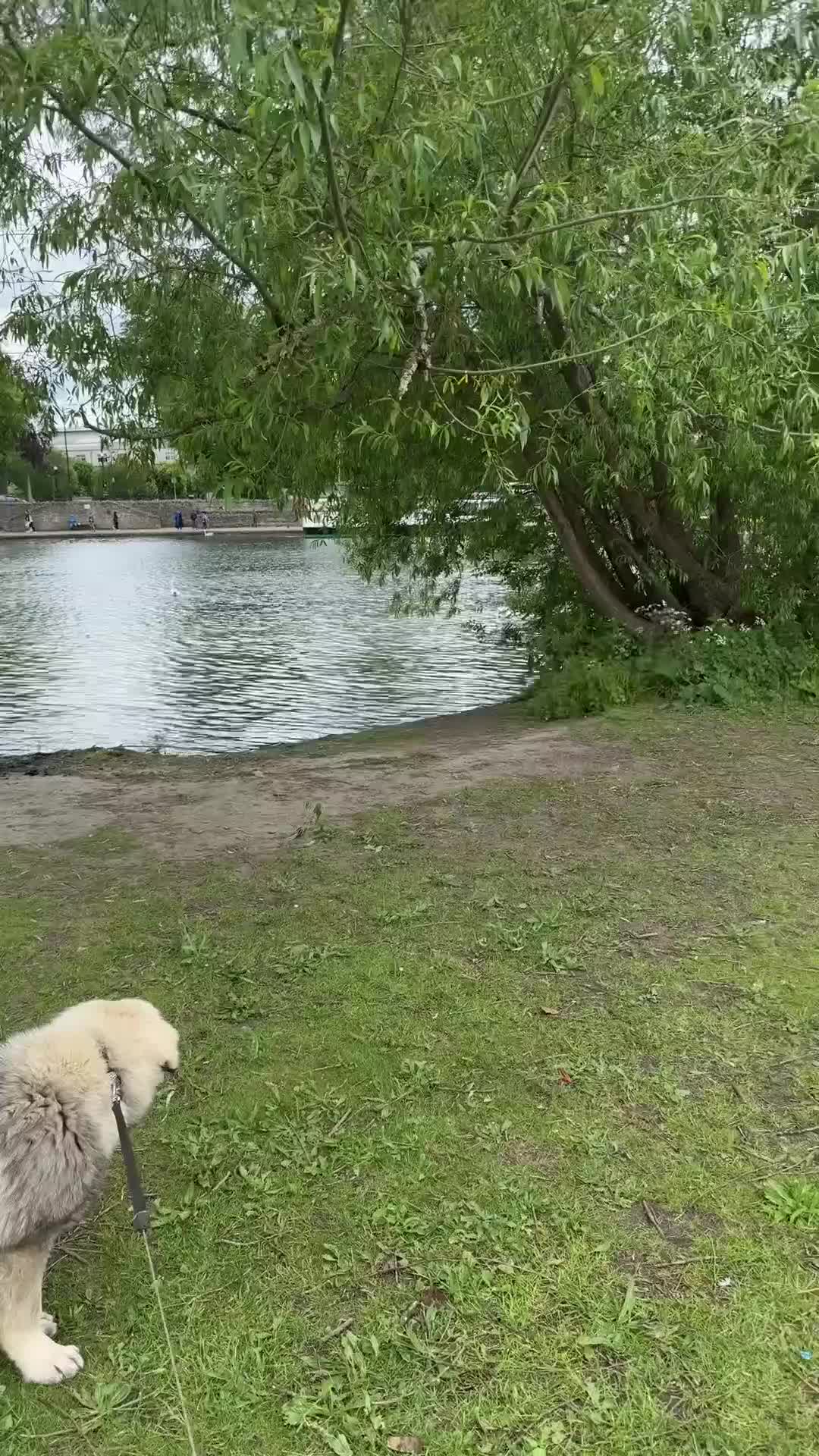 Caucasian Shepherd Dog dogs for sale: Caucasian Shepherd  in Iver - Video 1