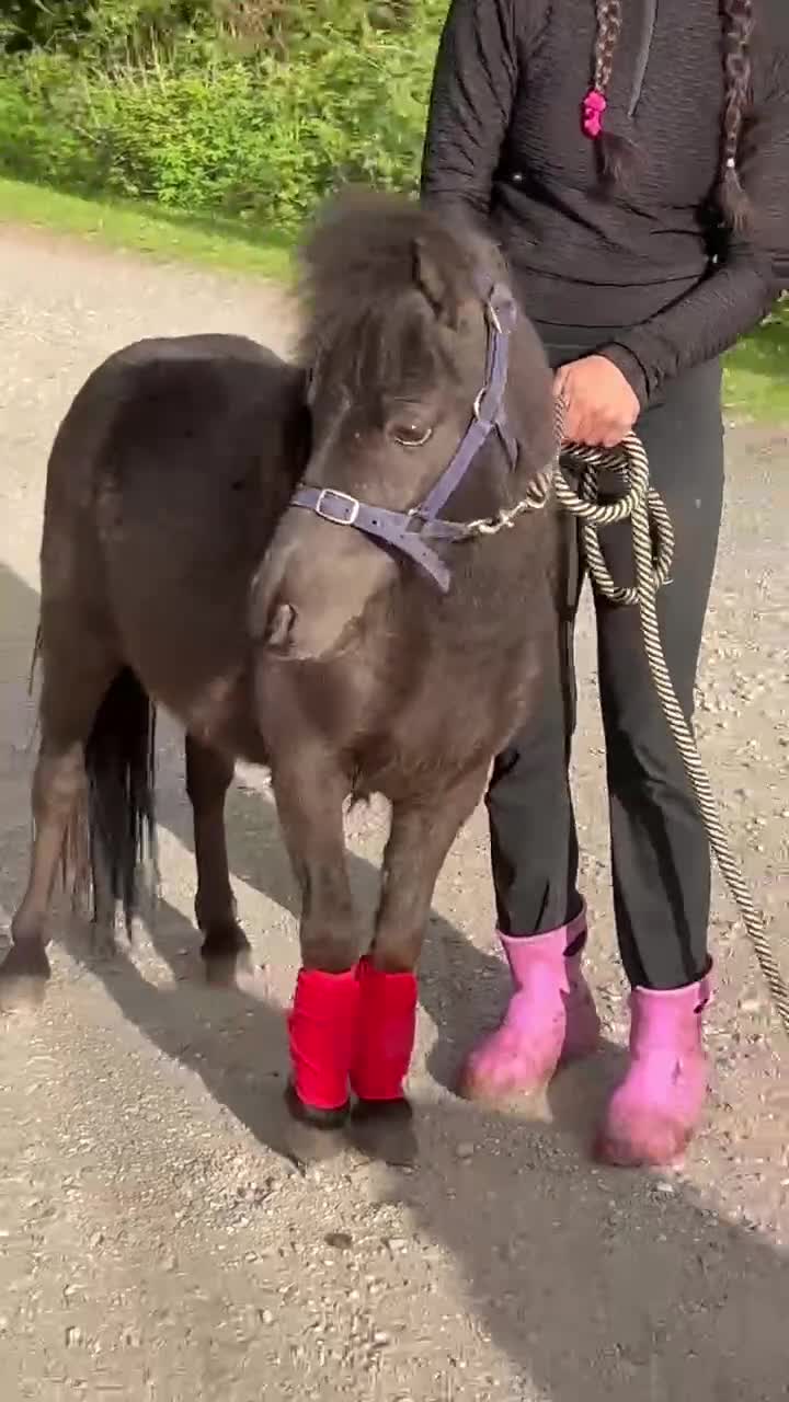 Shetland pony horses for sale: For sale 3 years stalion - Video 1