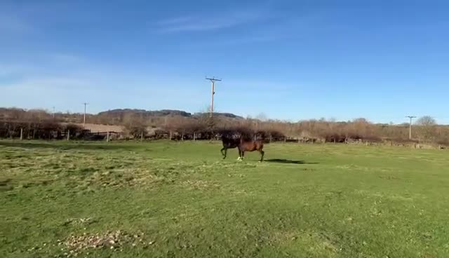 British Warmblood horses for sale: Stunning grey filly Chrysler Key  - Video 1