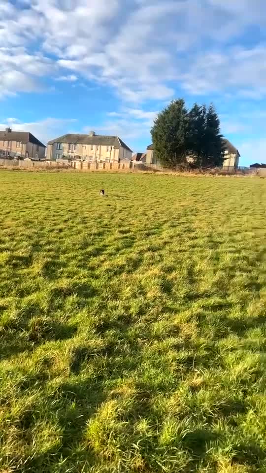 Border Collie dogs for sale: Sophie - The gorgeous Border Collie - Video 1