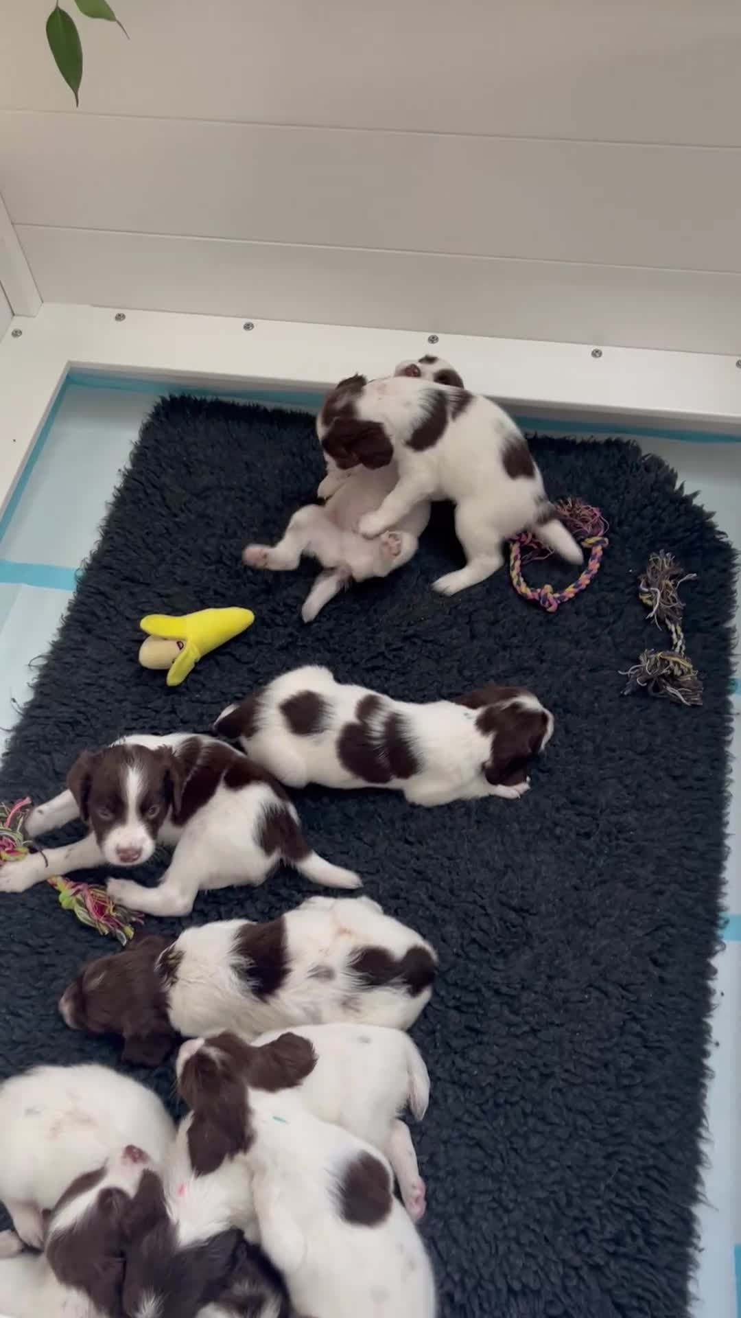 English Springer Spaniel dogs for sale: Exceptional English Springer Spaniel - Video 4