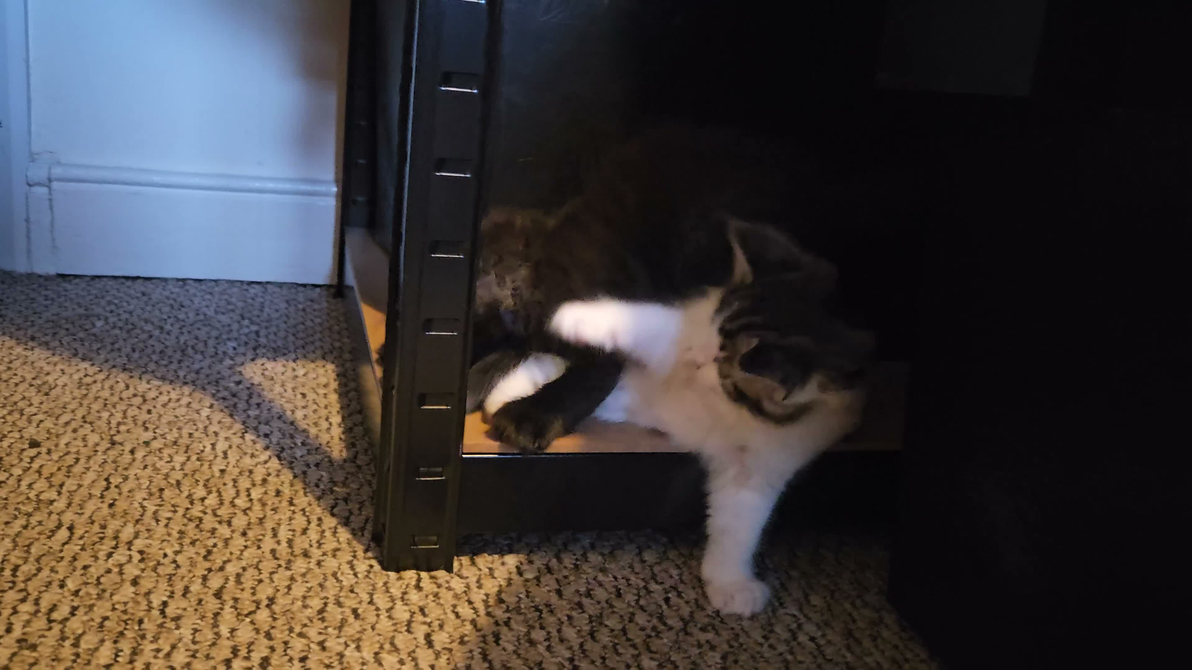 Mixed Breed cats for sale: Ragdoll x  - Video 1