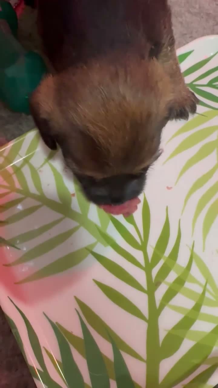 Border Terrier dogs for sale: Bargain! The perfect canine friend for you! in Hull - Video 2