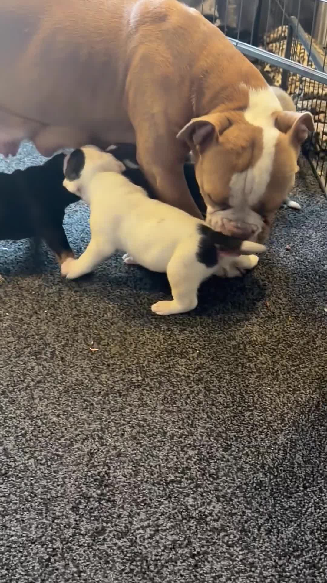 Olde English Bulldogge dogs for sale: Olde English bulldogge f2 - Video 1
