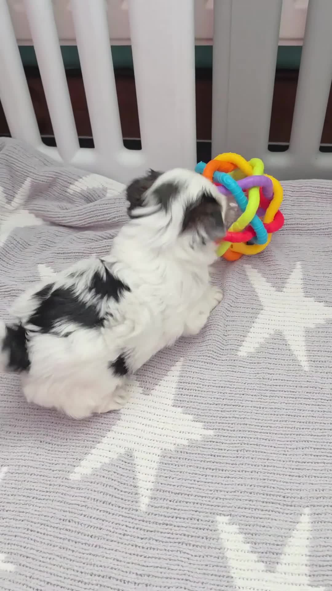 Yorkshire Terrier dogs for sale: 1 pup left Norman  - Video 2