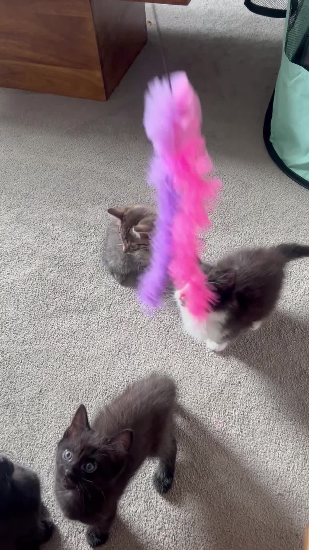 Domestic Shorthair cats for sale: Kittens  - Video 1