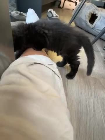 Ragdoll cats for sale: 2 beautiful ragdolls ready for their forever home - Video 1