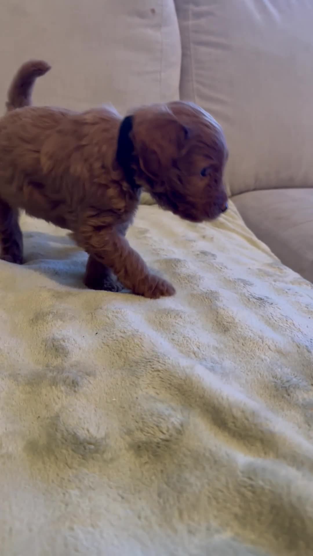 Mixed Breed dogs for sale: *last few remaining* F1B miniature Goldendoodle - Video 4