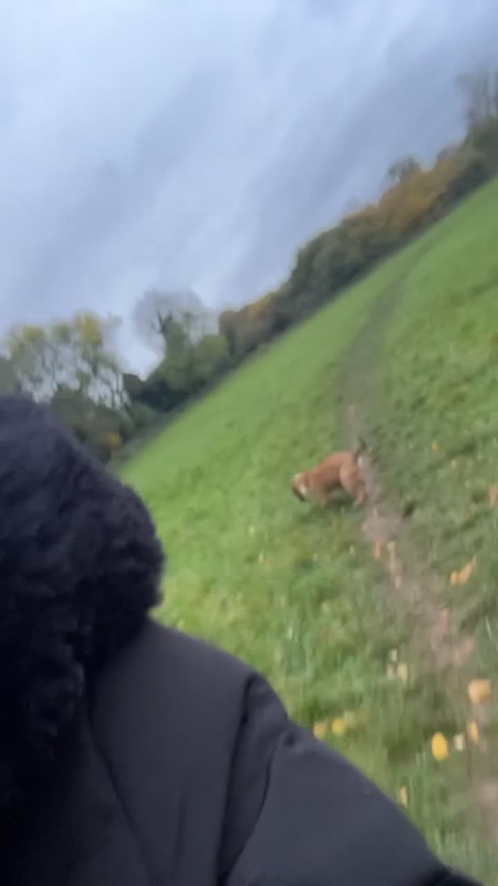 Mixed Breed dogs for sale: Two male  - Video 2