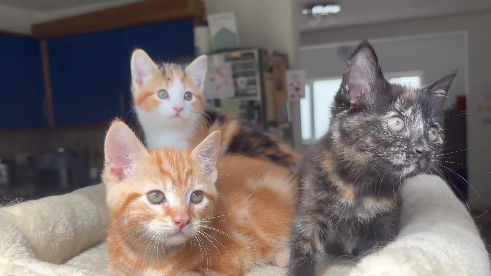 Mixed Breed cats for sale: 1/4 Maincoon dog friendly kittens - Video 4