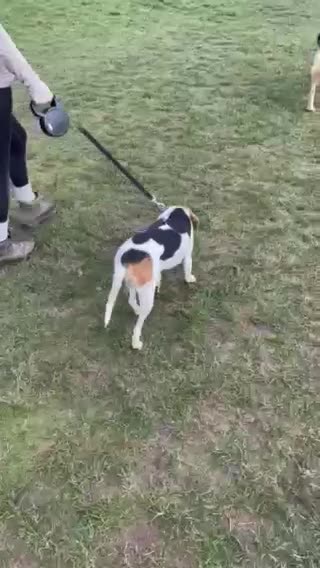 Mixed Breed dogs for adoption: Sweet Ellie - Video 4