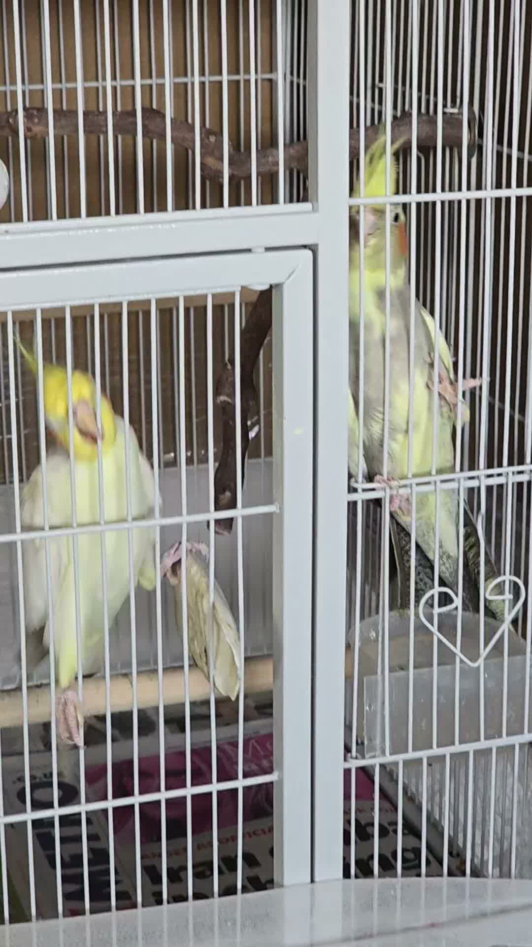 Cockatiels birds for sale: Breading pair - Video 1