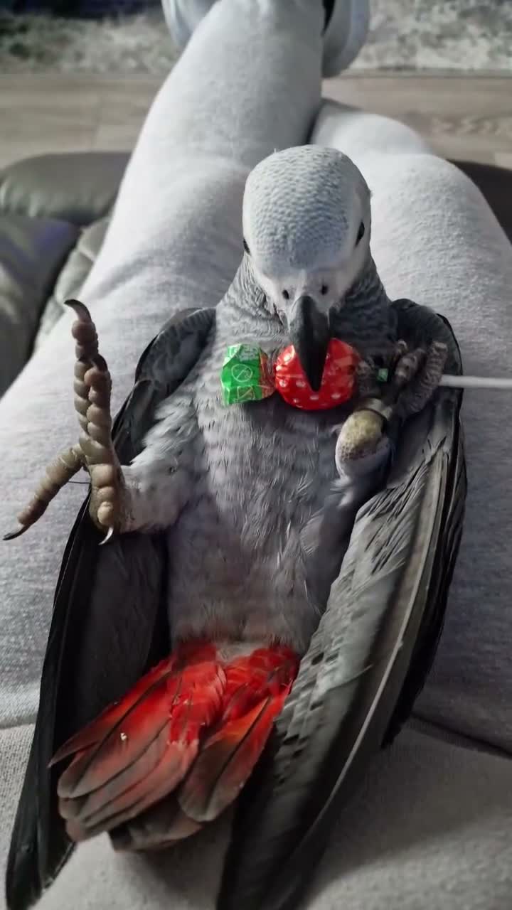 Parrots birds for sale: African grey - Bobby  in Workington - Video 2