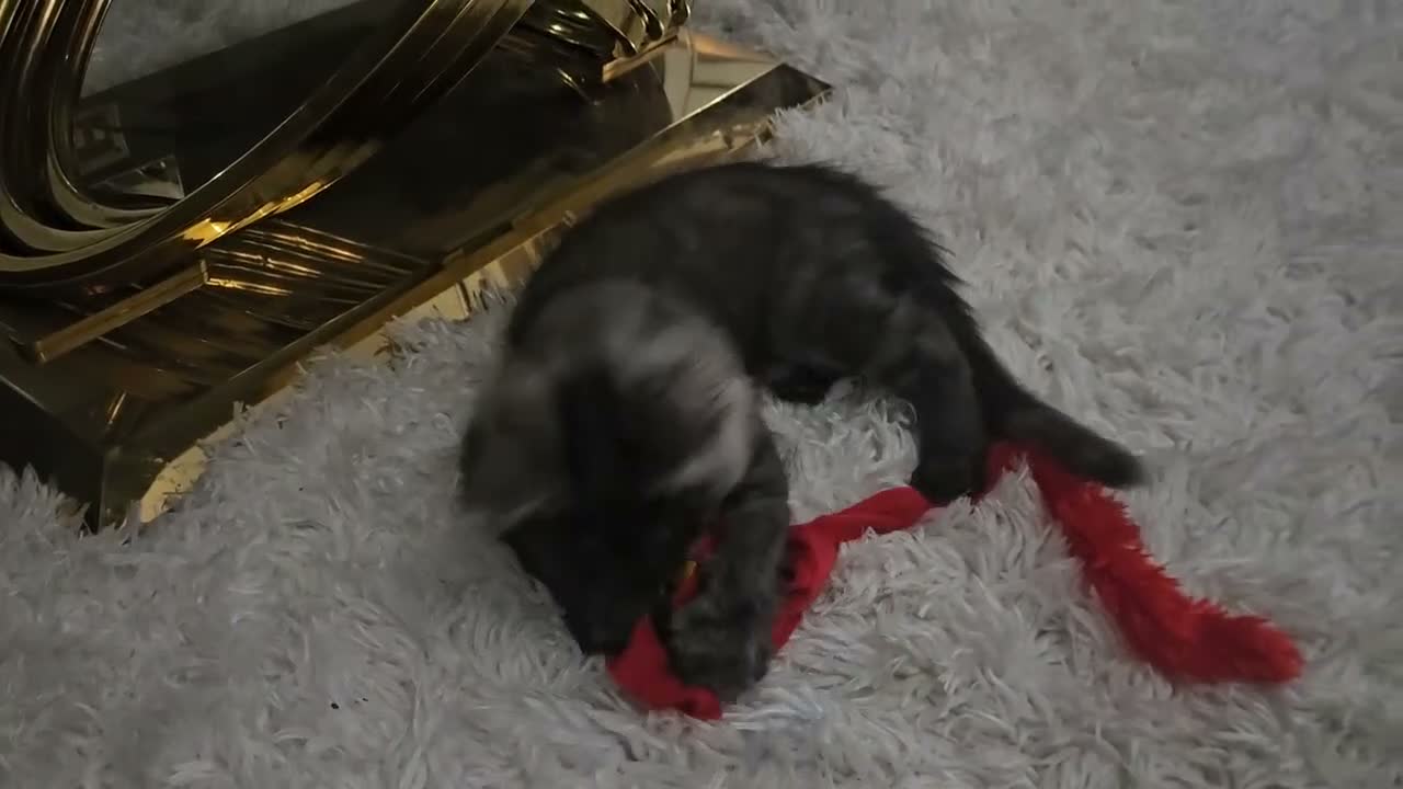Maine Coon cats for sale: TICA Maine Coon Boy Last Kitten Available. - Video 3