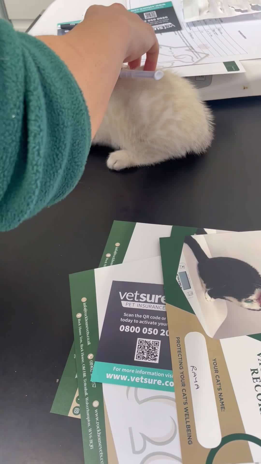 Bengal cats for sale: 🔥🏆Striking Rossetted Tica Pedigree Leapords🏆🔥 - Video 2