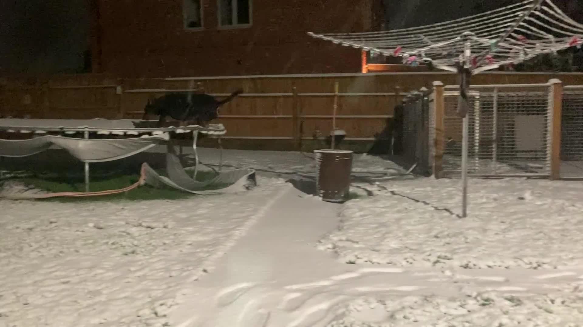 Rottweiler dogs for sale: Bruce * Rehome *  - Video 1