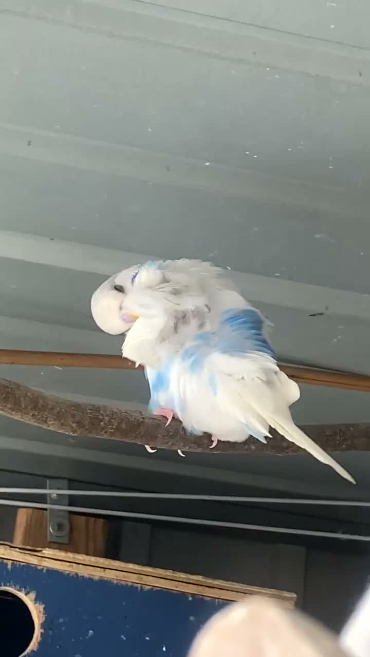 Budgerigars birds for sale: Baby budgies for sale - Video 3