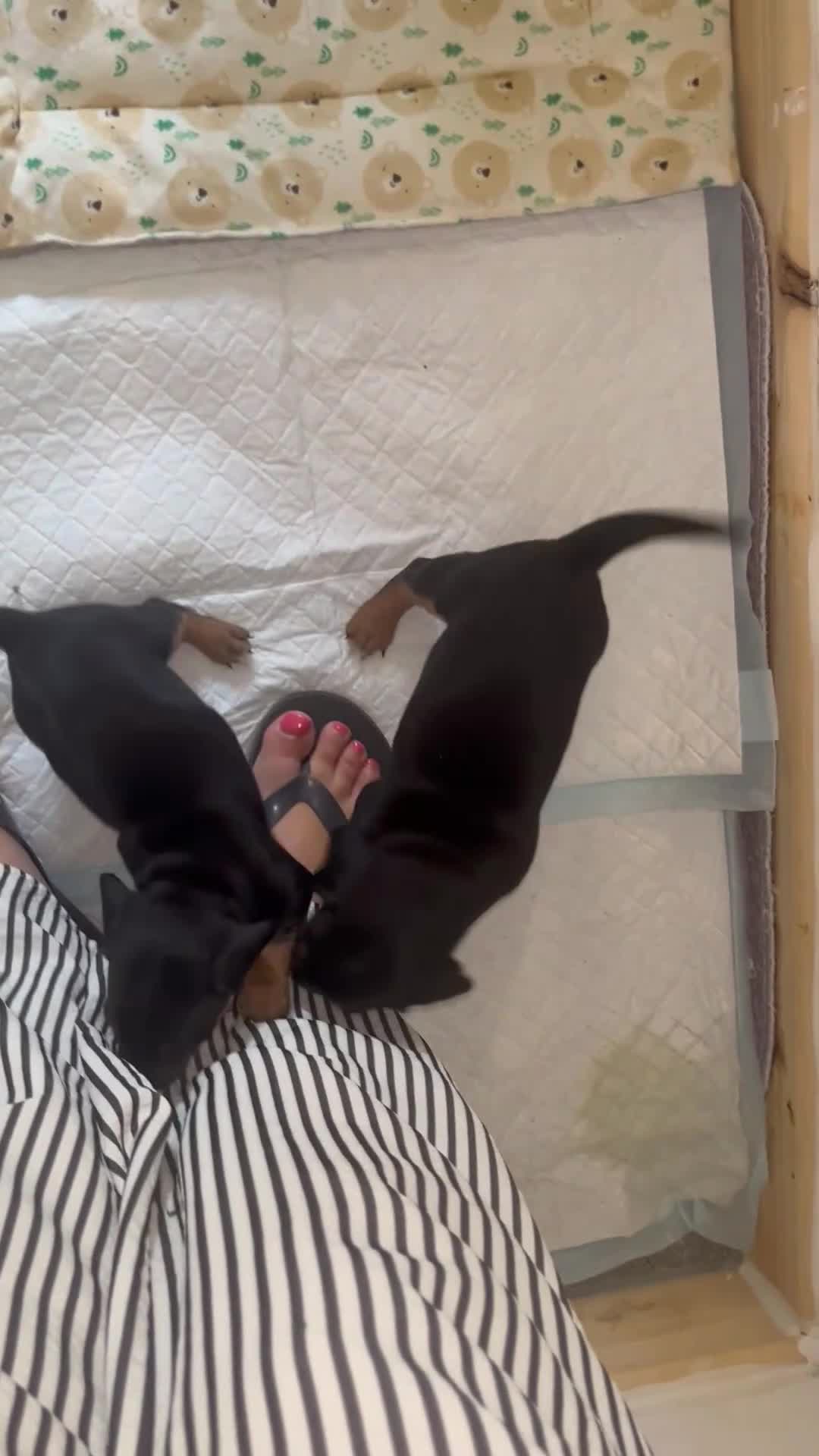 Mixed Breed dogs for sale: Miniature Dachshund cross puppies  - Video 1