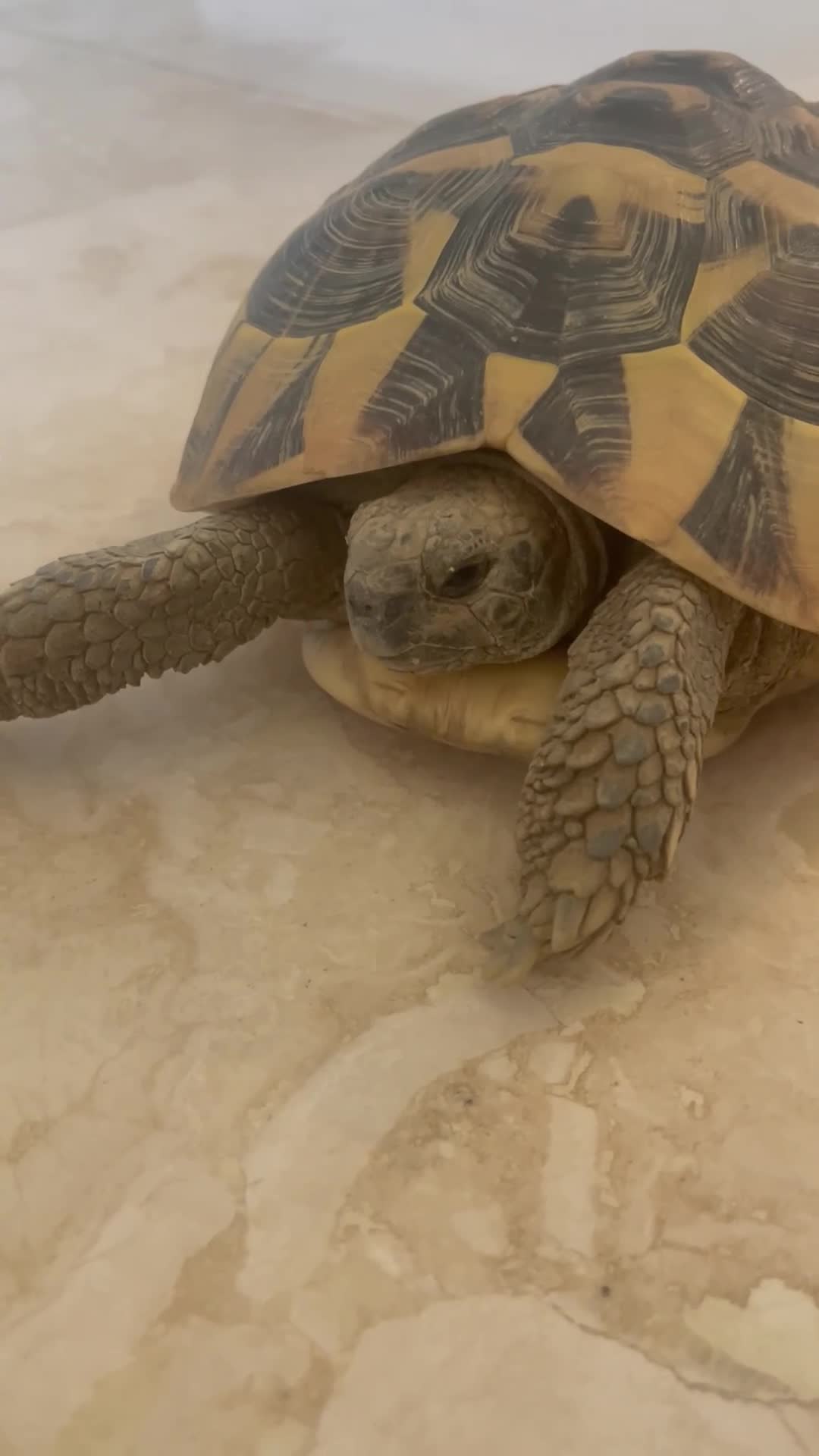 Hermann Tortoise reptiles for sale: Hermanns Tortoise with complete setup in Cambridge - Video 1