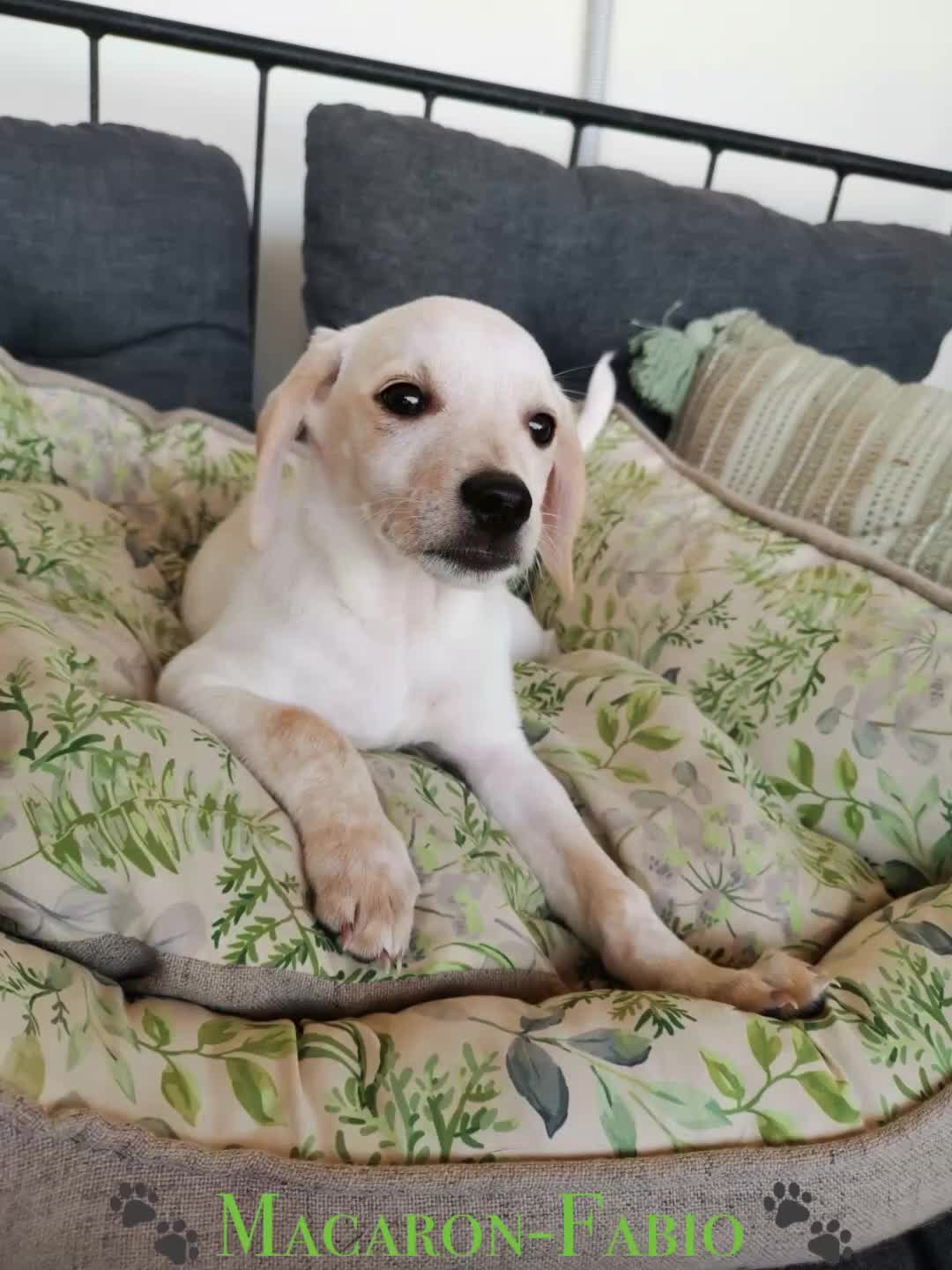Mixed Breed dogs for adoption: 🐾 Macaron-Fabio the little boy who touches ❤️ 🐾  in Birmingham - Video 1
