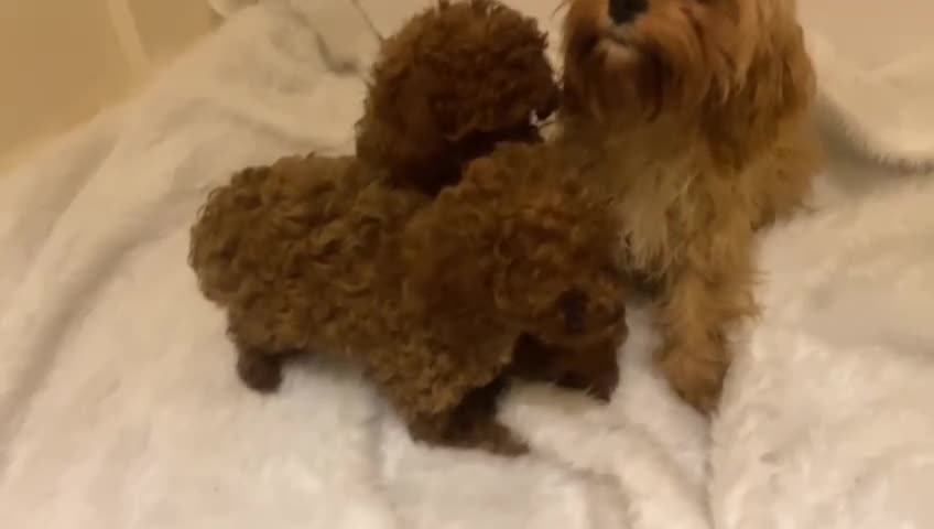 Cavapoo dogs for sale:  **  Cavapoo X Toy Asian Poodle PUPPIES - Video 1