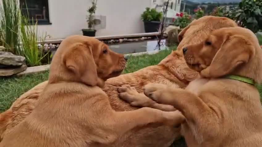 Labrador Retriever dogs for sale: KC Reg Fox-red Lab puppies, working type - Video 4