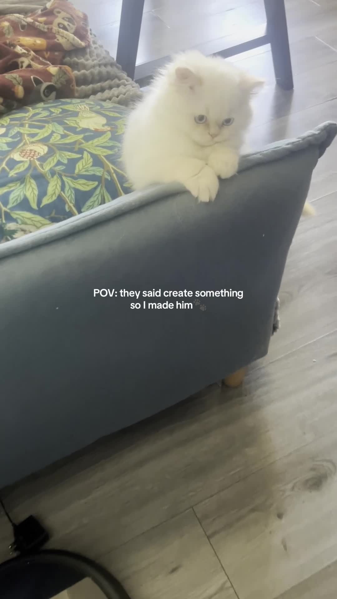 British Longhair cats for sale: One boy left Persian Mum / Registered BLH Dad - Video 4