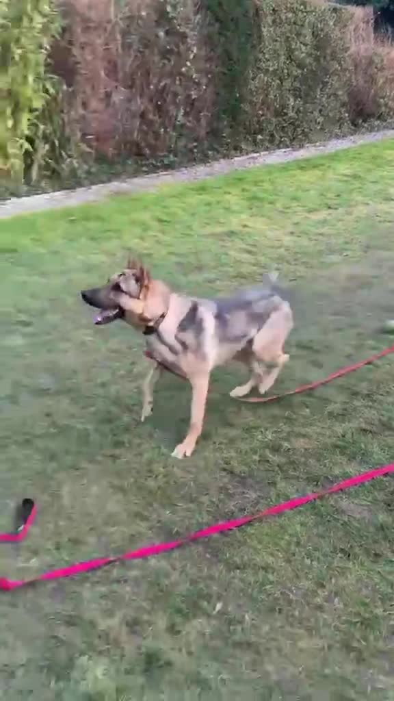 Mixed Breed dogs for adoption: KODA - 5 years old, Shepherd Mix, Boy - Video 2
