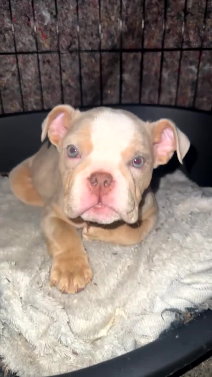 English Bulldog dogs for sale: 🚨 PEDIGREE ENGLISH BULLDOG 🚨 - Video 2