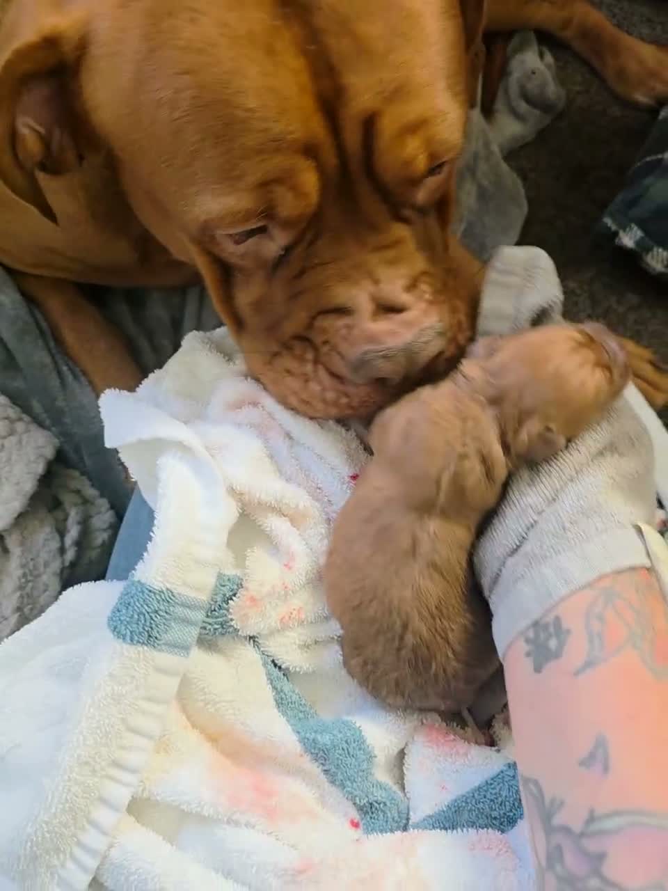 Dogue De Bordeaux dogs for sale: Gorgeous full ddb puppies in Telford - Video 1