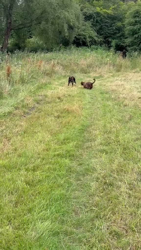 Mixed Breed dogs for sale: Daisy in Oldham - Video 1
