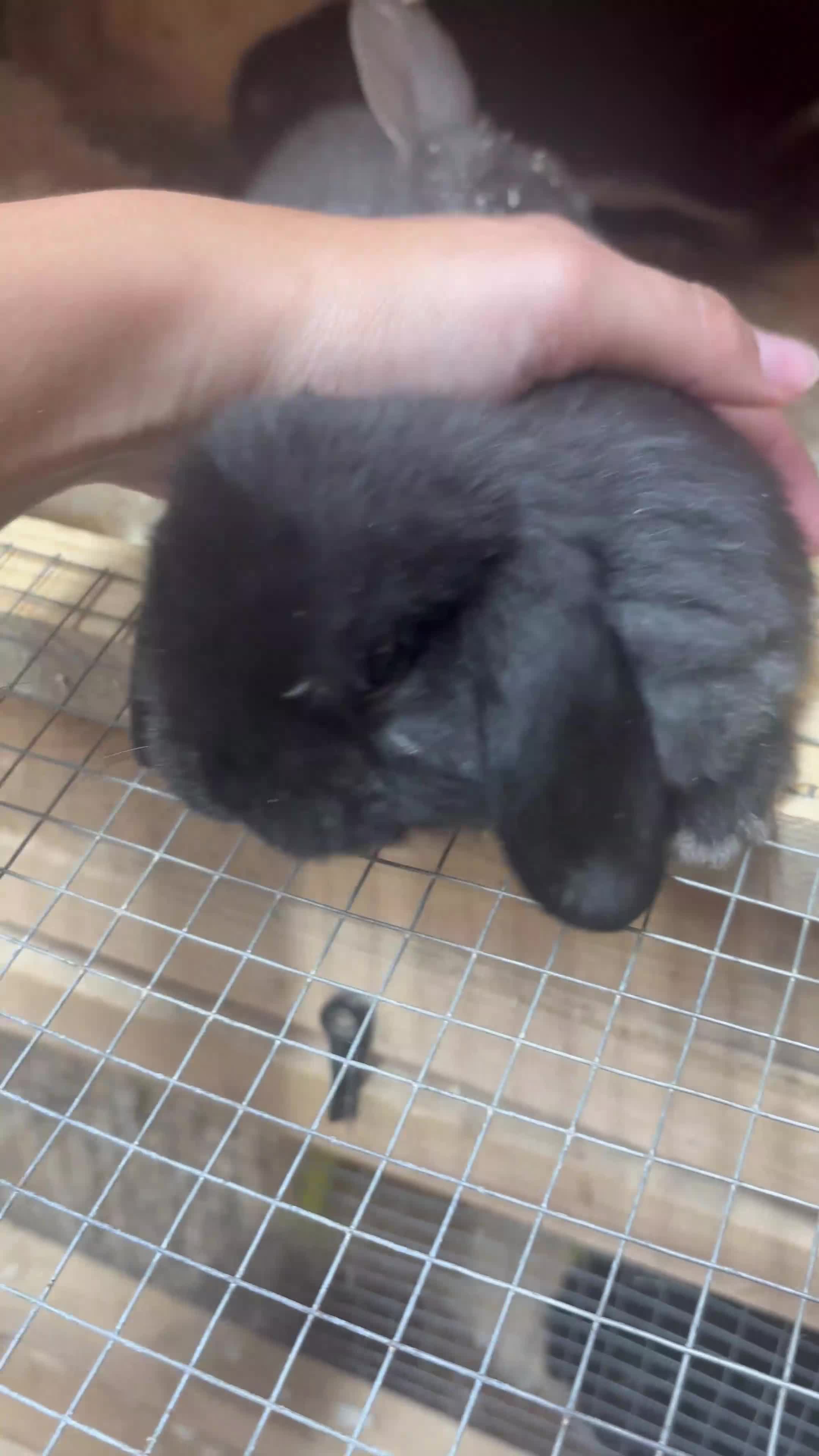 Mini Lop rabbits for sale: Baby MiniLops BRC rung and Vaccianted  - Video 1