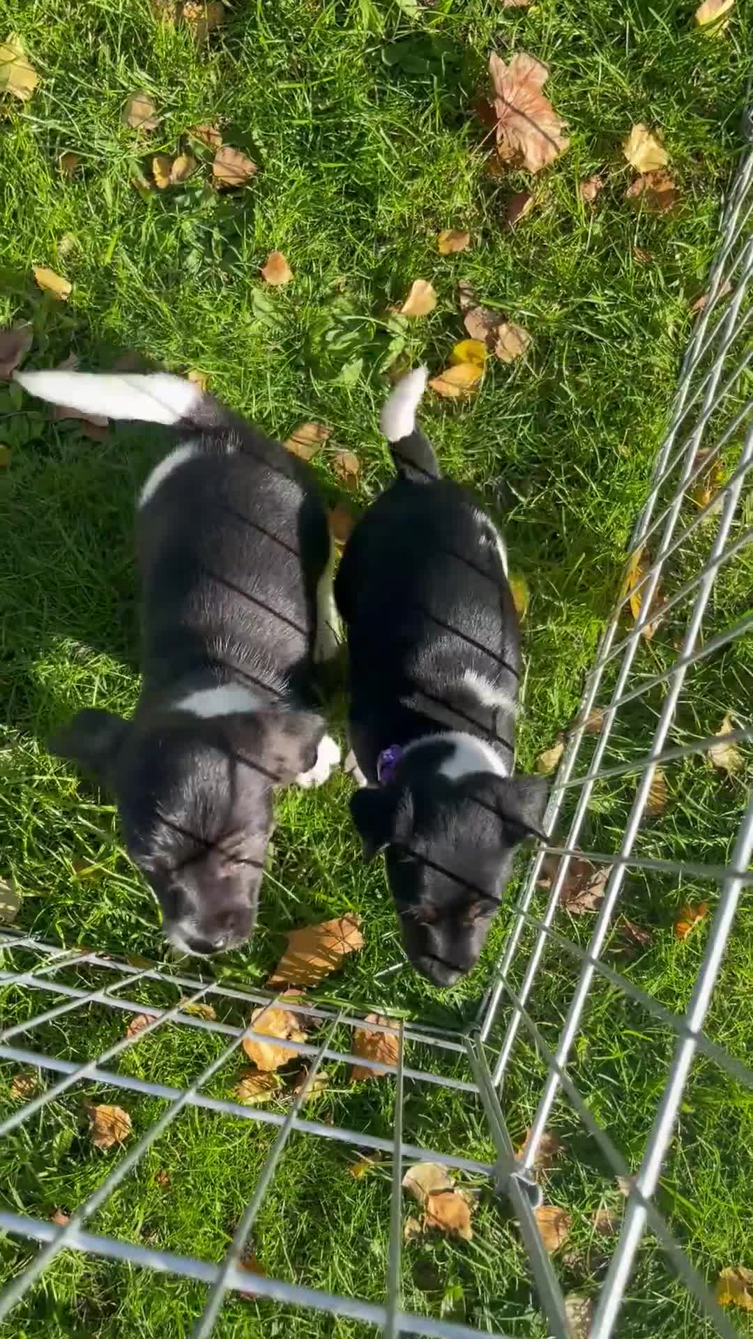 Jack Russell dogs for sale: Stunning Jack Russell puppies - Video 3