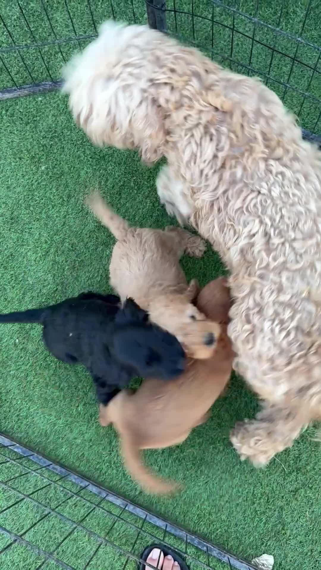 Cockapoo dogs for sale: Cockpoo Puppys  - Video 1