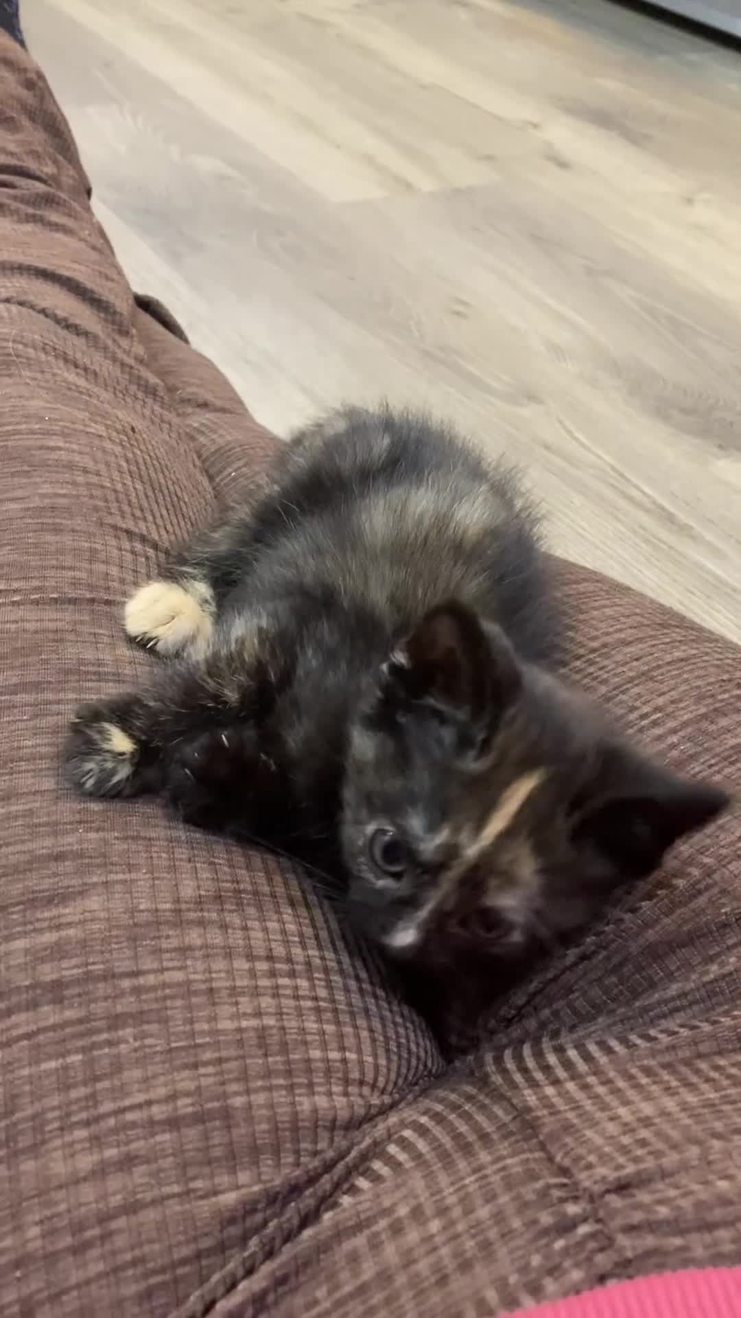 Mixed Breed cats for sale: Semi Longhaired Kittens - Video 5