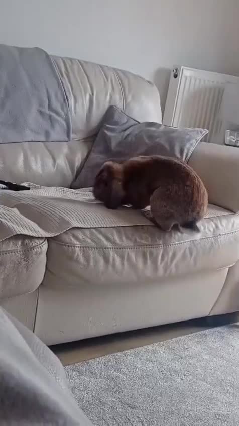 Mini Lop rabbits for sale: Neville - Video 1