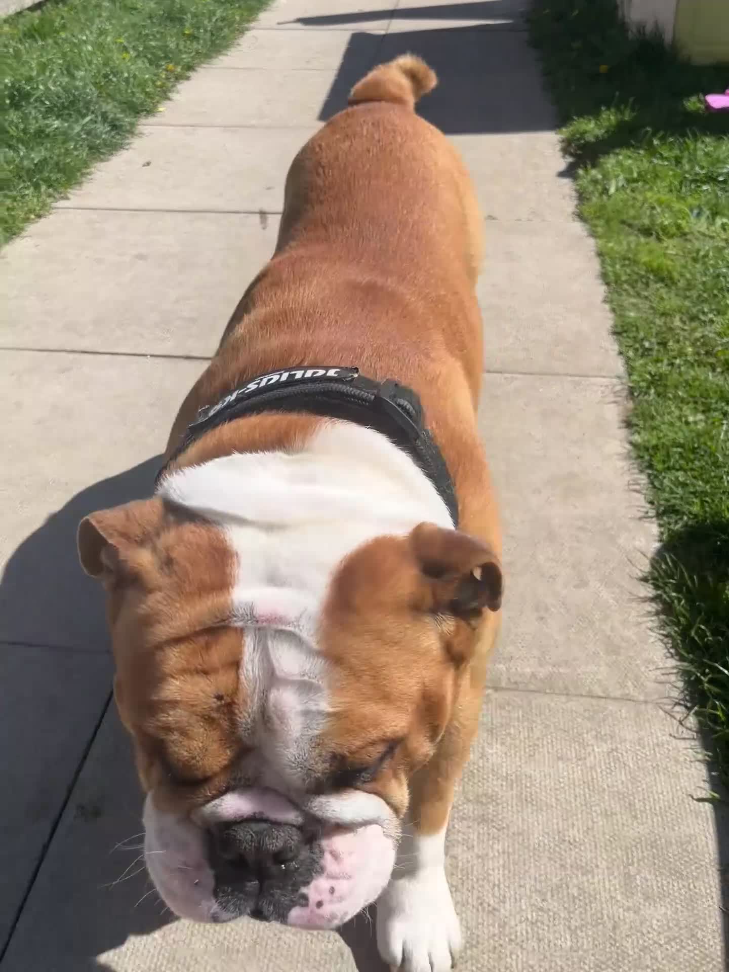 English Bulldog dogs for stud: Fawn & White English BullDog for Stud in Edinburgh - Video 1