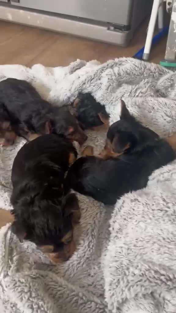 Yorkshire Terrier dogs for sale: Yorkshire terrier puppies  - Video 1