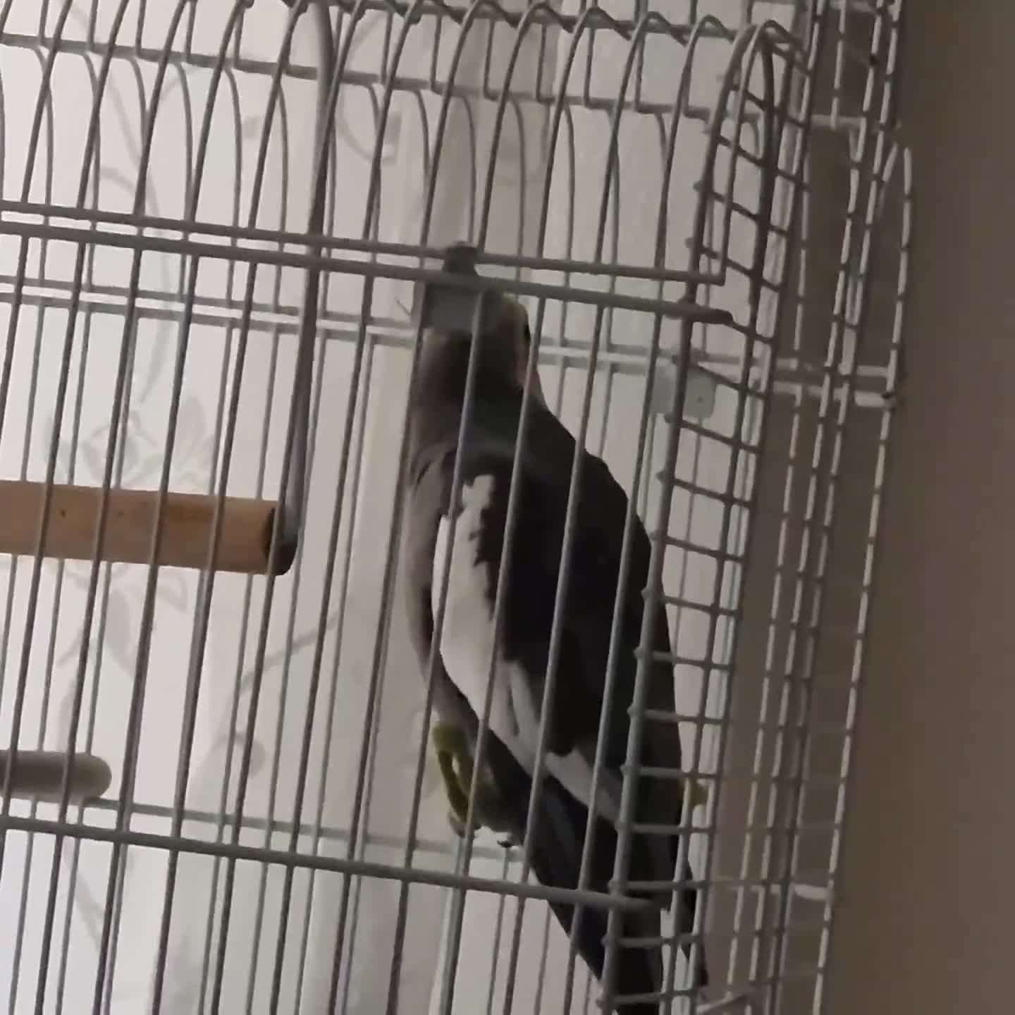 Cockatiels birds for sale: Two cockatiels  - Video 2
