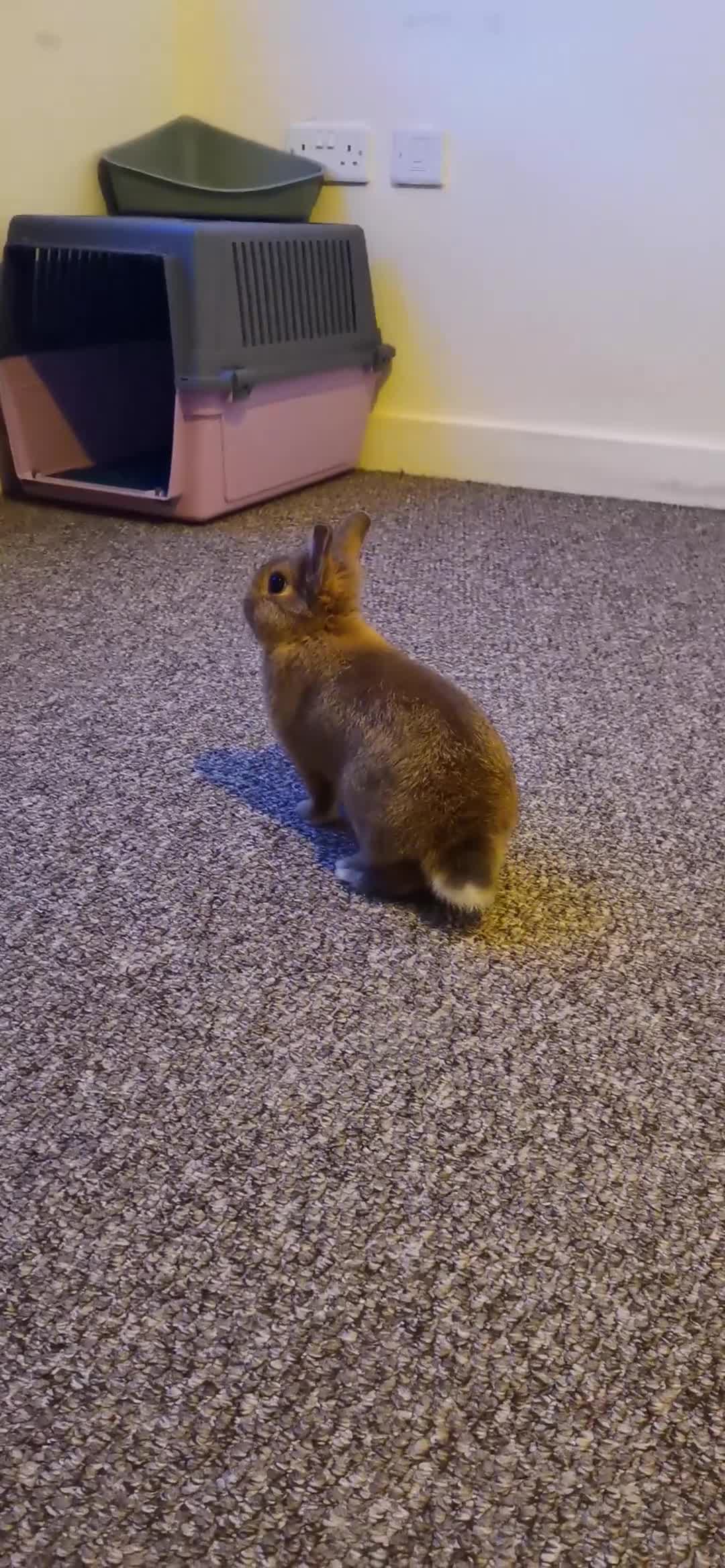 Netherland Dwarf rabbits for sale: Unique, Rare Red Fox Rabbit for sale - Video 1