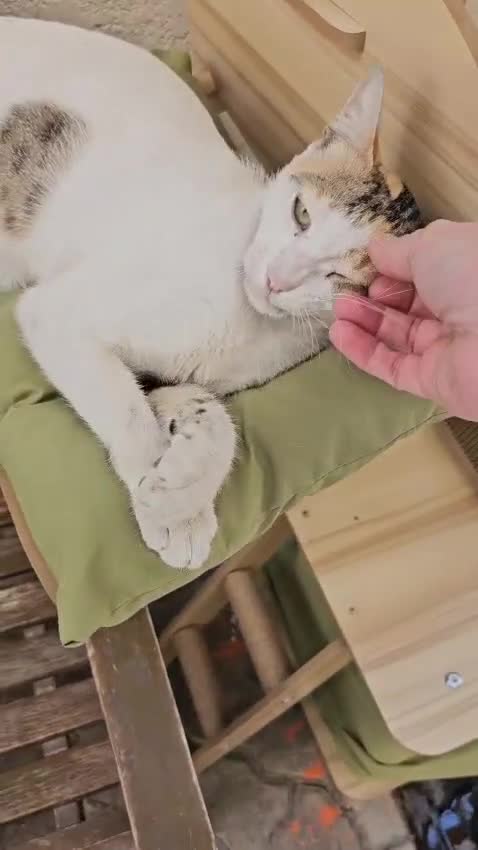 Mixed Breed cats for adoption: WE NEED AN EXPERIENCED THAT WANTS A REAL RESCUE - Video 5