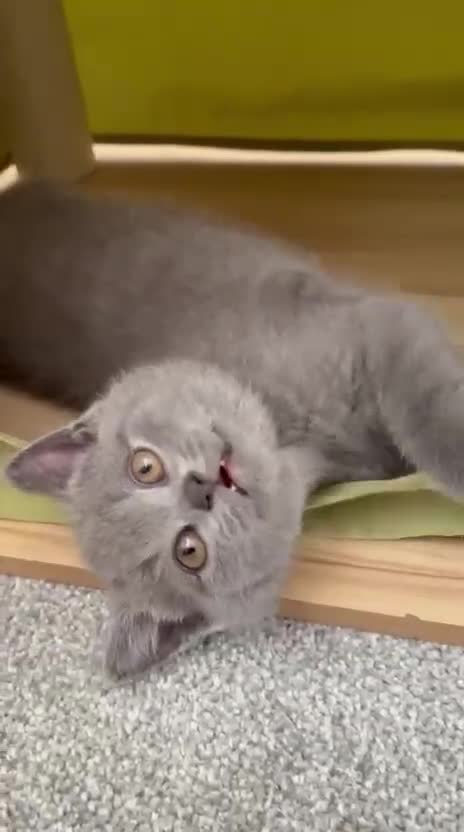 British Shorthair cats for sale: Blue British Shorthair  - Video 2