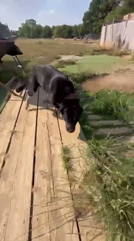 Mixed Breed dogs for sale: 2.5 year old female rottie/shepherd  in Crawley - Video 1