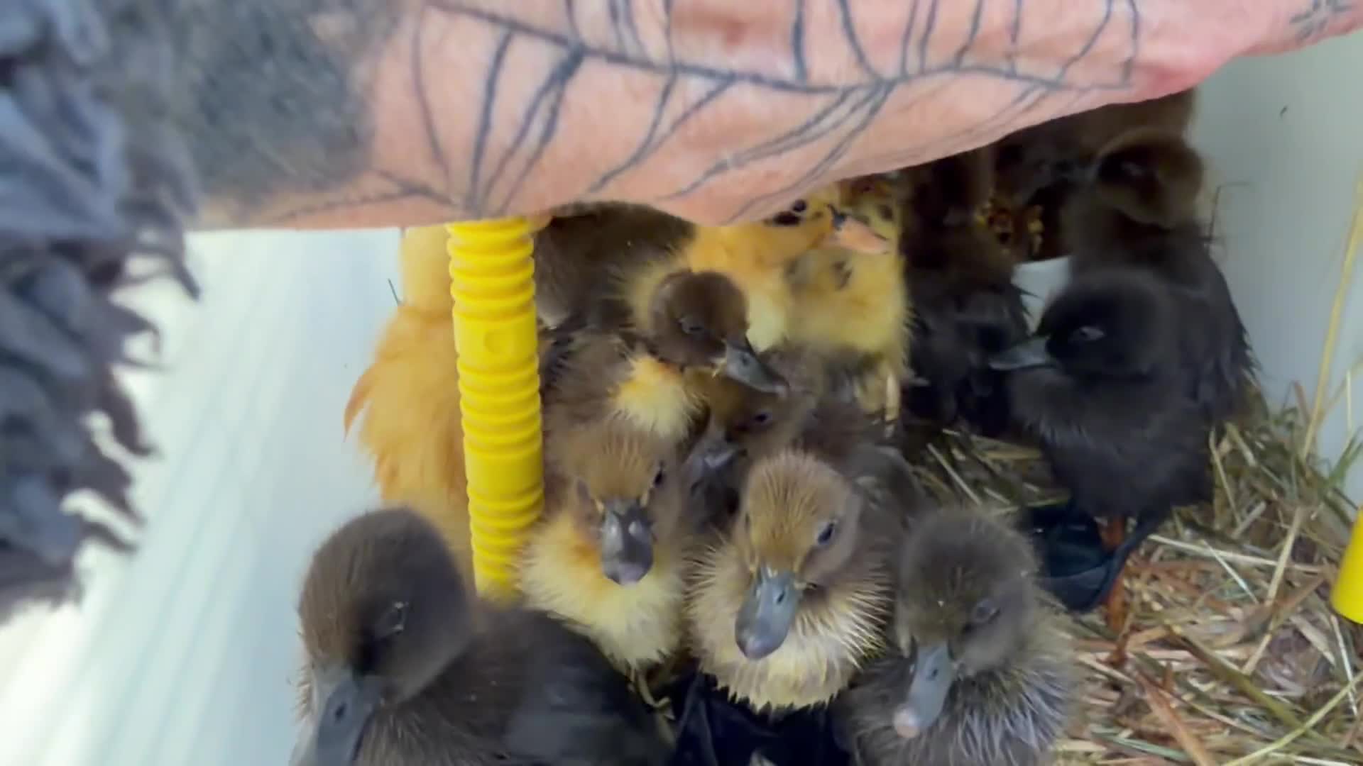 Ducks poultry for sale: Rehoming- 5 ducklings 1 Indian runner 4 Campbell  in Basildon - Video 1
