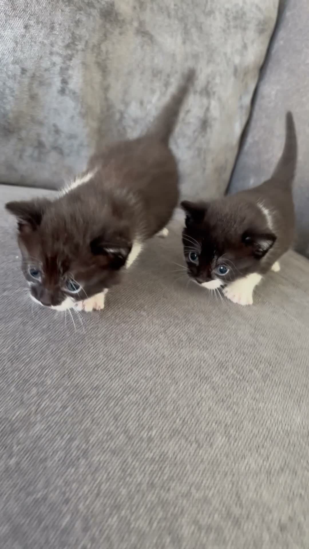 Mixed Breed cats for sale: 2 Little Kittens Looking for Their Forever Homes🐾 - Video 2