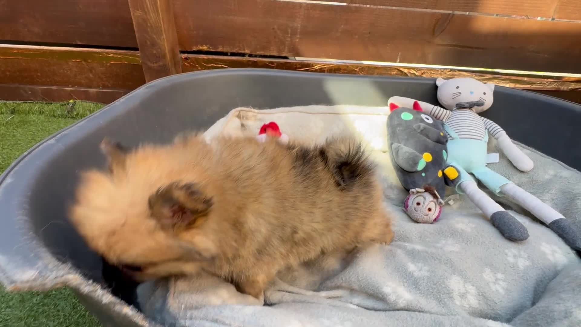 Pomeranian dogs for sale: ✨🐶 9  Beautiful Pomeranian Puppies  - Video 4