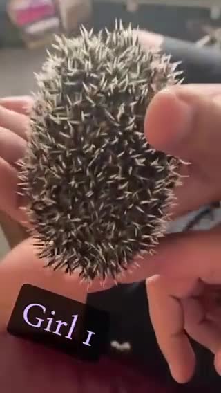 Pygmy Hedgehog rodents for sale: African Pygmy Hedgehog's  - Video 1