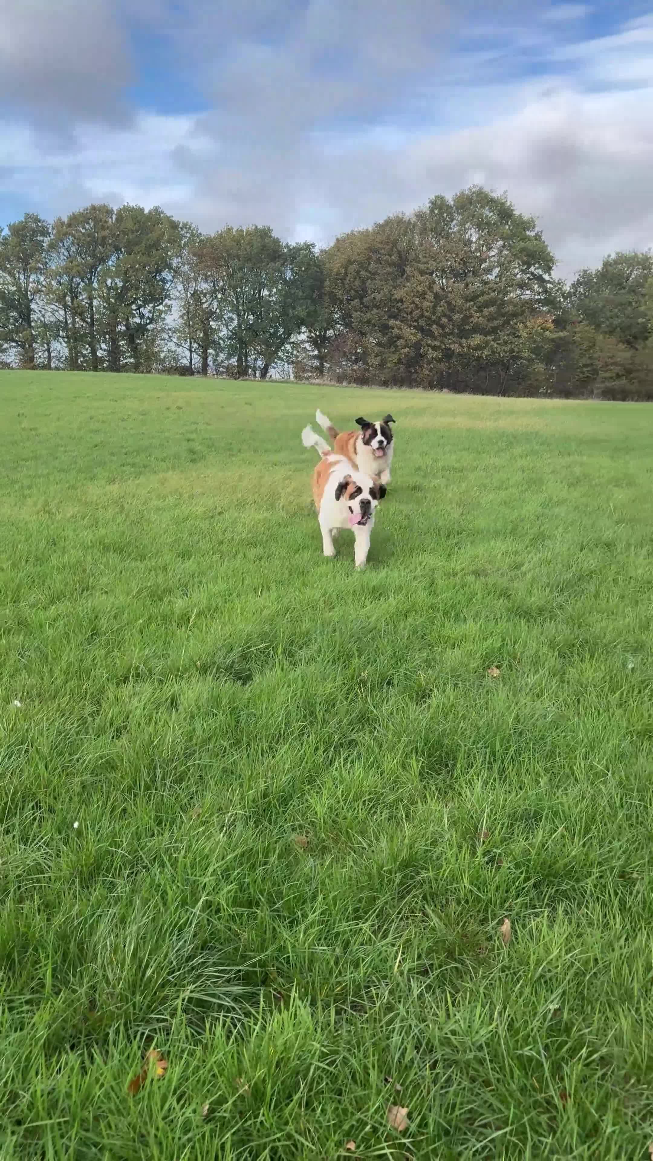 Saint Bernard dogs for sale: Litter of Saint Bernard puppies - Video 4