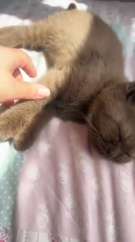 British Shorthair cats for sale: Lovely cute pure British short hair female brown - Video 1
